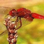 Blende 2017: Platz 16 für die„Feuerlibelle“