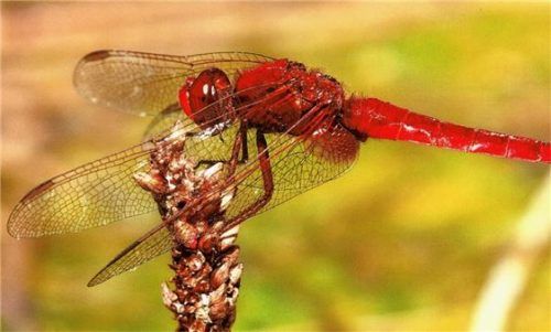 Blende 2017: Platz 16 für die„Feuerlibelle“