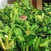 Blende 2017: Platz elf für „Wer suchet, der findet (vielleicht)“