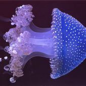 Blende 2017: Platz neun für „Gefährliche Schönheit“