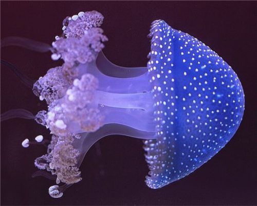 Blende 2017: Platz neun für „Gefährliche Schönheit“