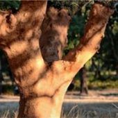 Strapazierfähiger, wohngesunder und fußwarmer Bodenbelag