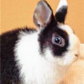 Kleiner Hase will die Welt entdecken