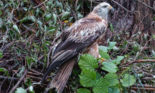 Der Rote Milan: Unverwechselbar ist sein tiefgegabelter Schwanz.Foto Hoheneder