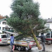 Die 14. Alpenüberquerung für einen bayerischen Christbaum