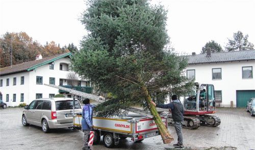 Die 14. Alpenüberquerung für einen bayerischen Christbaum