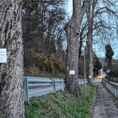 Keine Baumfällung, keine „Demo“