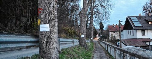 Die für heute angekündigte Fällung von neun Bäumen in der Rotter Bahnhofstraße ist abgesagt.Fotos birkhof