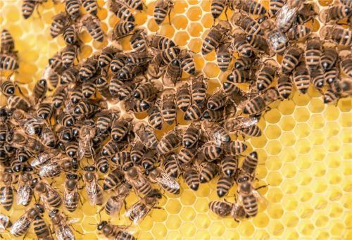 Die Gesundheit der Bienenvölker ist wichtig für eine intakte Natur. Ab nächstem Jahr fördert der Landkreis die Imkerverbände pauschal mit 10000 Euro pro Jahr.Foto dpa