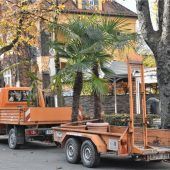 Die Palme geht, der Christbaum kommt