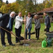 Ein Apfelbaum für Sorte Zwiebel-Borsdorfer