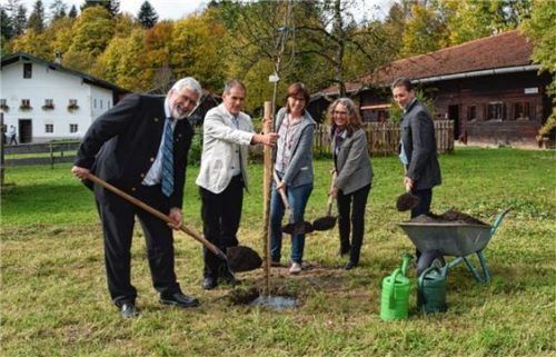 Ein Apfelbaum für Sorte Zwiebel-Borsdorfer