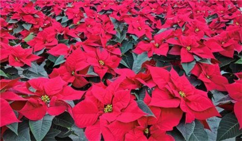 Ein Klassiker zur Weihnachtszeit: der Weihnachtsstern.