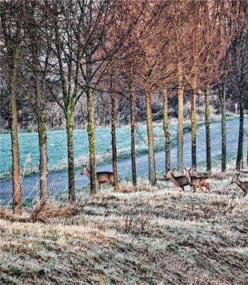 Ein Reh kommt selten allein. Die frühe Dämmerung erhöht die Gefahr eines Wildunfalls.