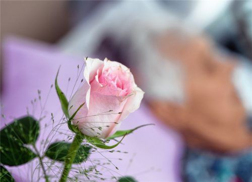 Eine Blume, ein Duft oder ein Lied – oft reichen Kleinigkeiten, um am Ende eines langen Lebens die Zeit noch einmal ein paar Jahrzehnte zurückzudrehen. Foto dpa