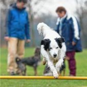 Hundeschule vorerst abgelehnt