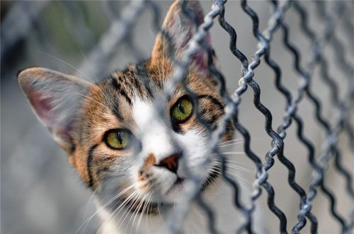 Eine Katze wartet hinter dem Zaun eines Tierheims auf neue Besitzer. Rund 120 Katzen sind derzeit in den Tierheimen des Landkreises untergebracht.Foto dpa