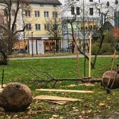 Ersatz für gefällte Bäume im Salingarten