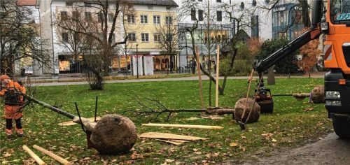 Ersatz für gefällte Bäume im Salingarten