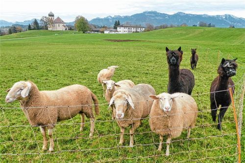 Friedliches Miteinander im Schatten von Christkönig