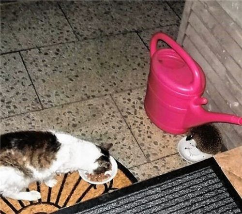 Futtern vor dem Winter