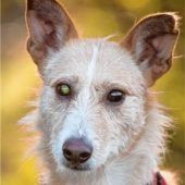 Zurückhaltender und gutmütiger Rüde