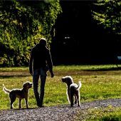 Bußgeld für notorisch Uneinsichtige