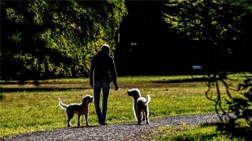 Hunde dürfen im Kurpark nicht frei laufen. Auch das wird nun durch die neue Satzung eindeutig geregelt. Foto  dpa