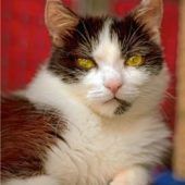 Kater Willy war ein Bild des Elends