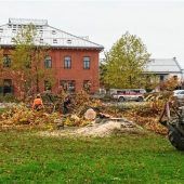 Umkämpfte Blutbuche ist Geschichte