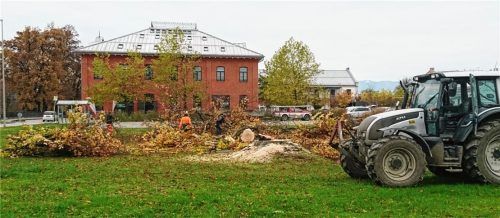 Kaum lag die Fällgenehmigung auf dem Tisch, war gestern Vormittag das Ende der Blutbuche am Hassler-Kreisel endgültig besiegelt.Fotos FKN