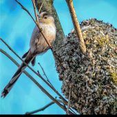 Kecke Schwanzmeise braucht Rohrkolben