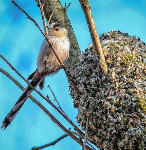 Kecke Schwanzmeise braucht Rohrkolben