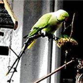 Wem gehört der Papagei?