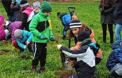 Mit Eifer bei der Sache waren die Kinder der dritten Klassen, als sie in einem Kooperationsprojekt zwischen der Schule Polling und der Stiftung Wildland unter der Anleitung von Diplom-Biologin Patrizia Weindl (im orangen Anorak) eine Hecke pflanzen durften.Foto wag