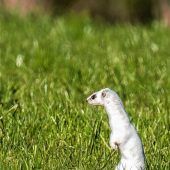 Raublinger Hermelin hält Ausschau nach dem Winter