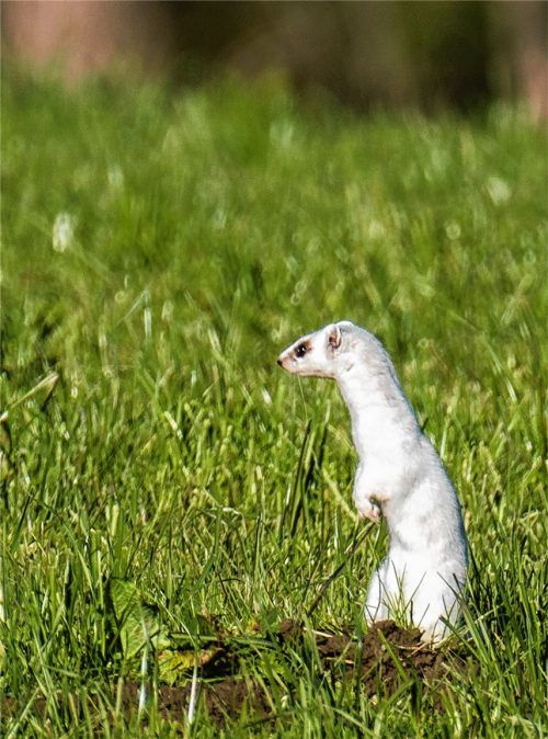 Raublinger Hermelin hält Ausschau nach dem Winter
