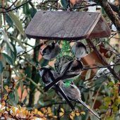 Schlechinger Meisen sind besonders hungrig