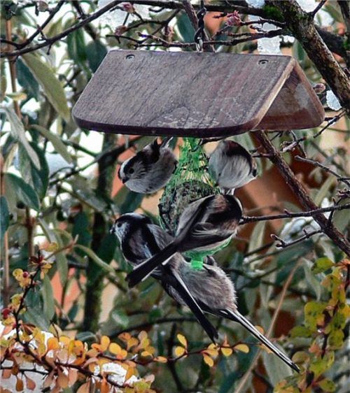 Schlechinger Meisen sind besonders hungrig