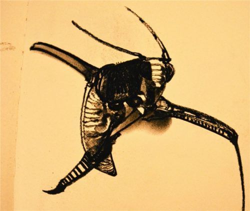 Seine Insekten sind Fantasie-Gebilde: Seine Beobachtungen aus der Natur setzt er auf Papier neu zusammen.Foto hoffmann