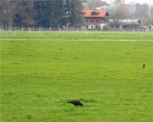 Waldrapp Francesco zu Besuch in Raubling