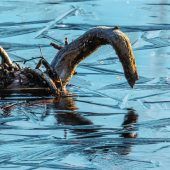 „Wurzelschwan“ in der Nicklheimer Filze betrachtet sich im Eisspiegel