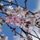 Adventliche Dekoration aus der Natur