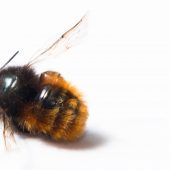 Ursachenforschung beim Insektensterben