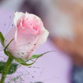 Die Melodien des Lebens