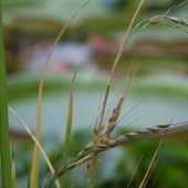 Wilder Reis bedroht – Ernährung gefährdet