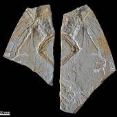 Ein Archaeopteryx, der gar keiner ist