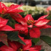 Christsterne: Verkaufsschlager im Advent