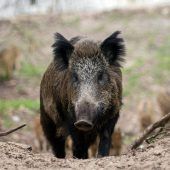 Afrikanische Schweinepest