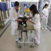 Blutreinigung für Jack-Russell-Mischling Julie